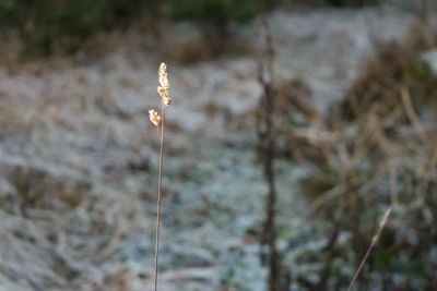 Close-up of plant on field