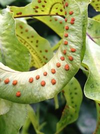 Close-up of snake on plant