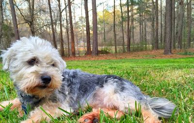 Dog walking on grass