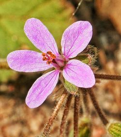 Close-up of purple flowers blooming