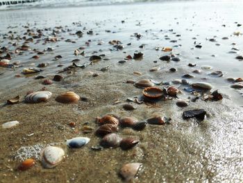 Surface level of pebbles on beach