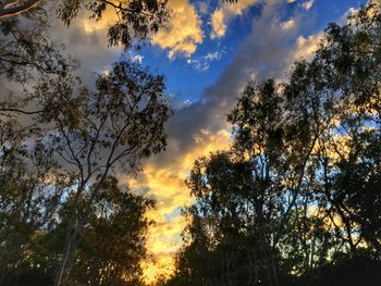 Low angle view of trees against sky