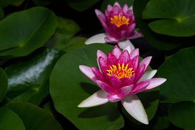 Close-up of pink water lily in pond