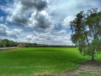 Scenic view of field against sky