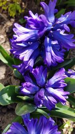 Close-up of purple flowers blooming outdoors