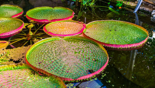 High angle view of lotus water lily in pond