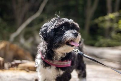 Close-up of dog