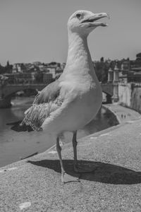 Close-up of seagull perching on retaining wall