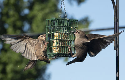 Close-up of birds flying over bird feeder