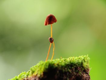 Close-up of insect on plant