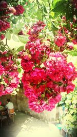 Close-up of pink flowers