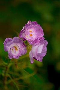 Close-up of pink rose flower
