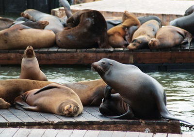 High angle view of seals on lake