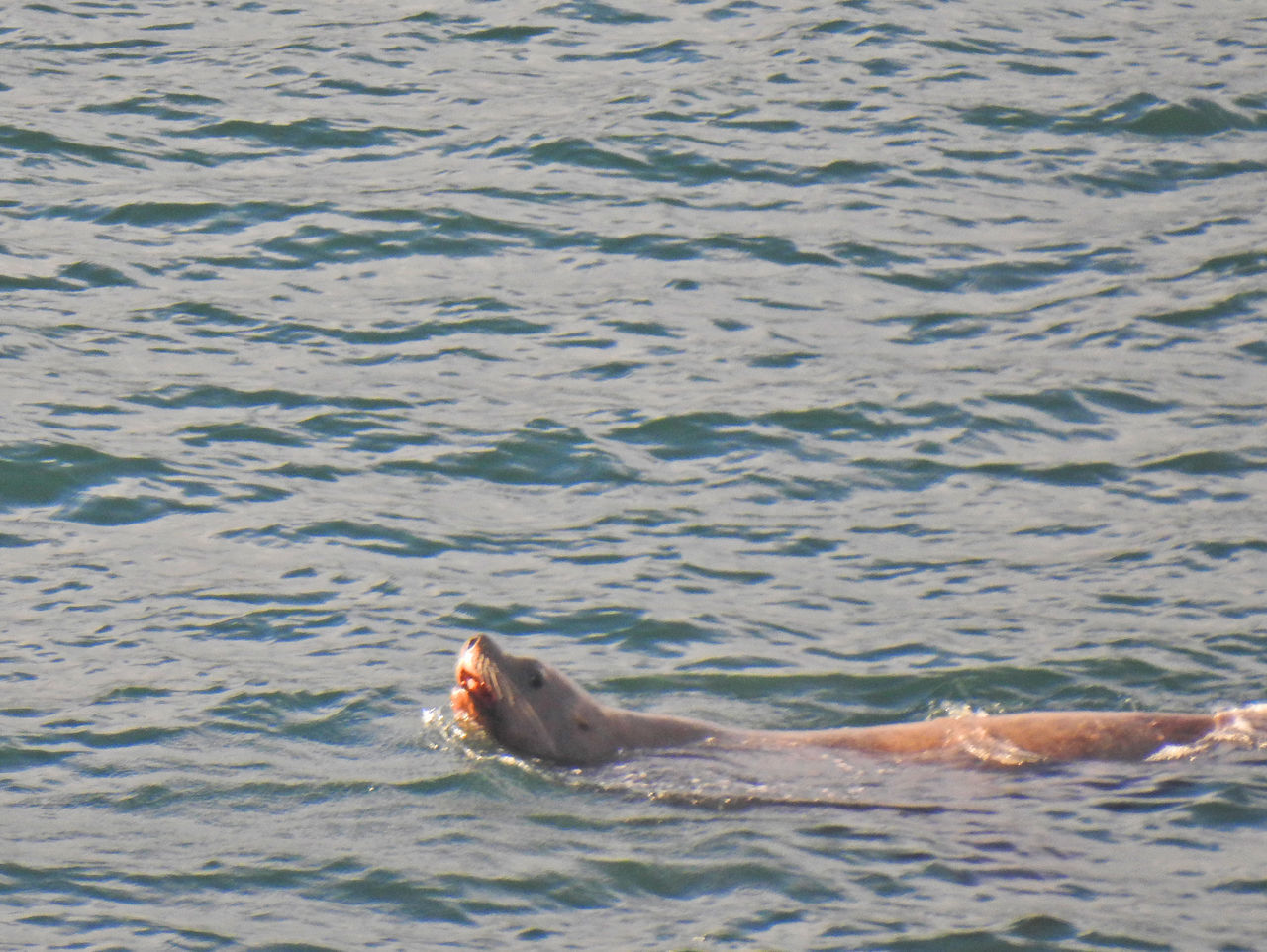 VIEW OF TURTLE IN SEA