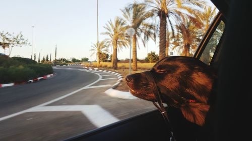 Close-up of dog on road