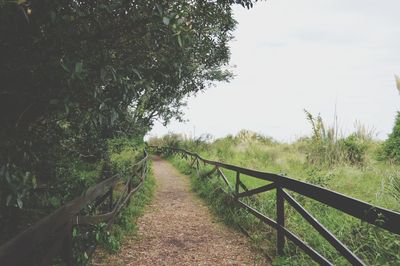 Footpath amidst trees