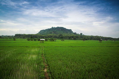 Scenic view of agricultural field against sky