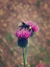 Bumblebees pollinating on thistle