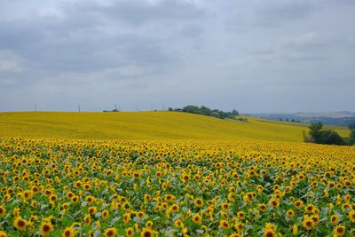 Sunflower farm against sky