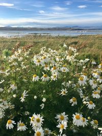 Flowers growing by sea against sky