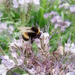 Close-up of bee on flower