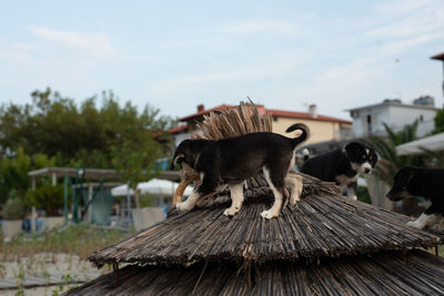 View of a dog on wooden floor against sky