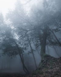 Trees in forest during winter