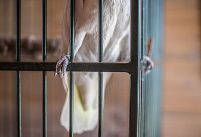 Close-up of a bird in cage