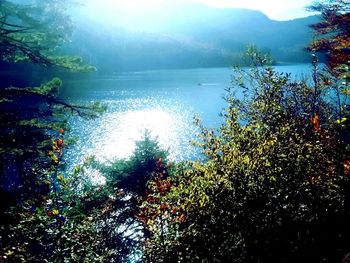 Close-up of plants by sea against sky