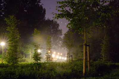 Trees in a residential park at night