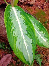 Close-up of leaves