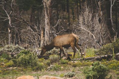 Side view of a horse on field in forest