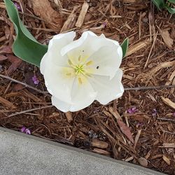 Close-up high angle view of flower