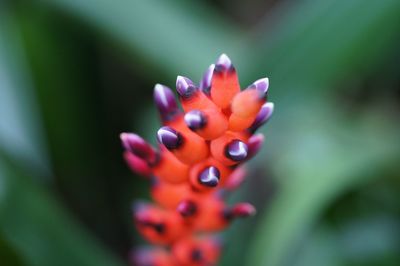 Close-up of pink flower blooming outdoors