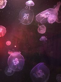 jellyfish