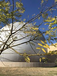 Flowering tree by building against clear blue sky