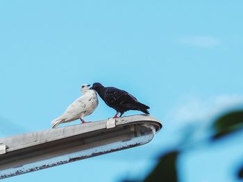 Low angle view of birds perching on roof against sky