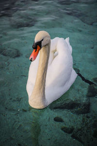 Swan floating on lake