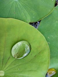 Close-up of raindrops on green leaves