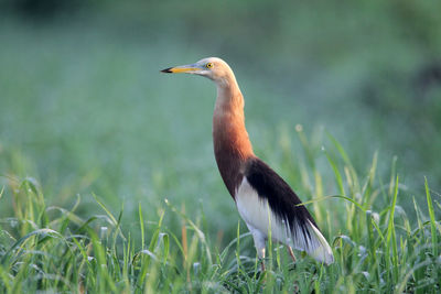 Close-up of a bird on grass