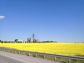 Scenic view of agricultural field against clear blue sky