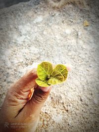 High angle view of person holding leaf