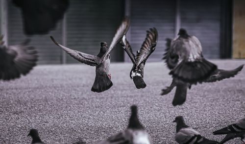 Rear view of birds flying against blurred background