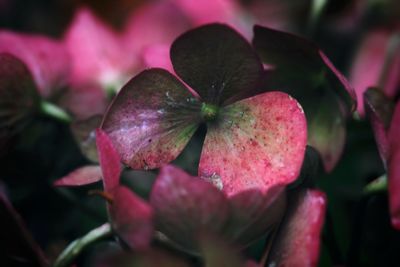 Close-up of pink flowering plant