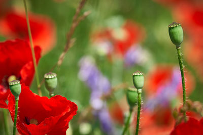 Close-up of red flowering plant