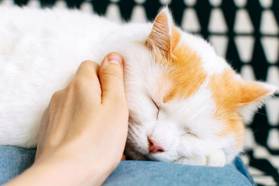 Close-up of cat sleeping on bed