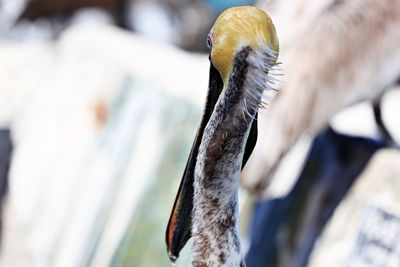 Close-up of bird