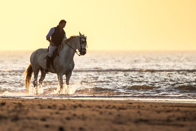 View of horse on beach
