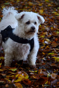 Portrait of dog lying on ground during autumn