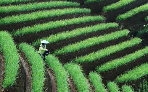 High angle view of woman working on farm